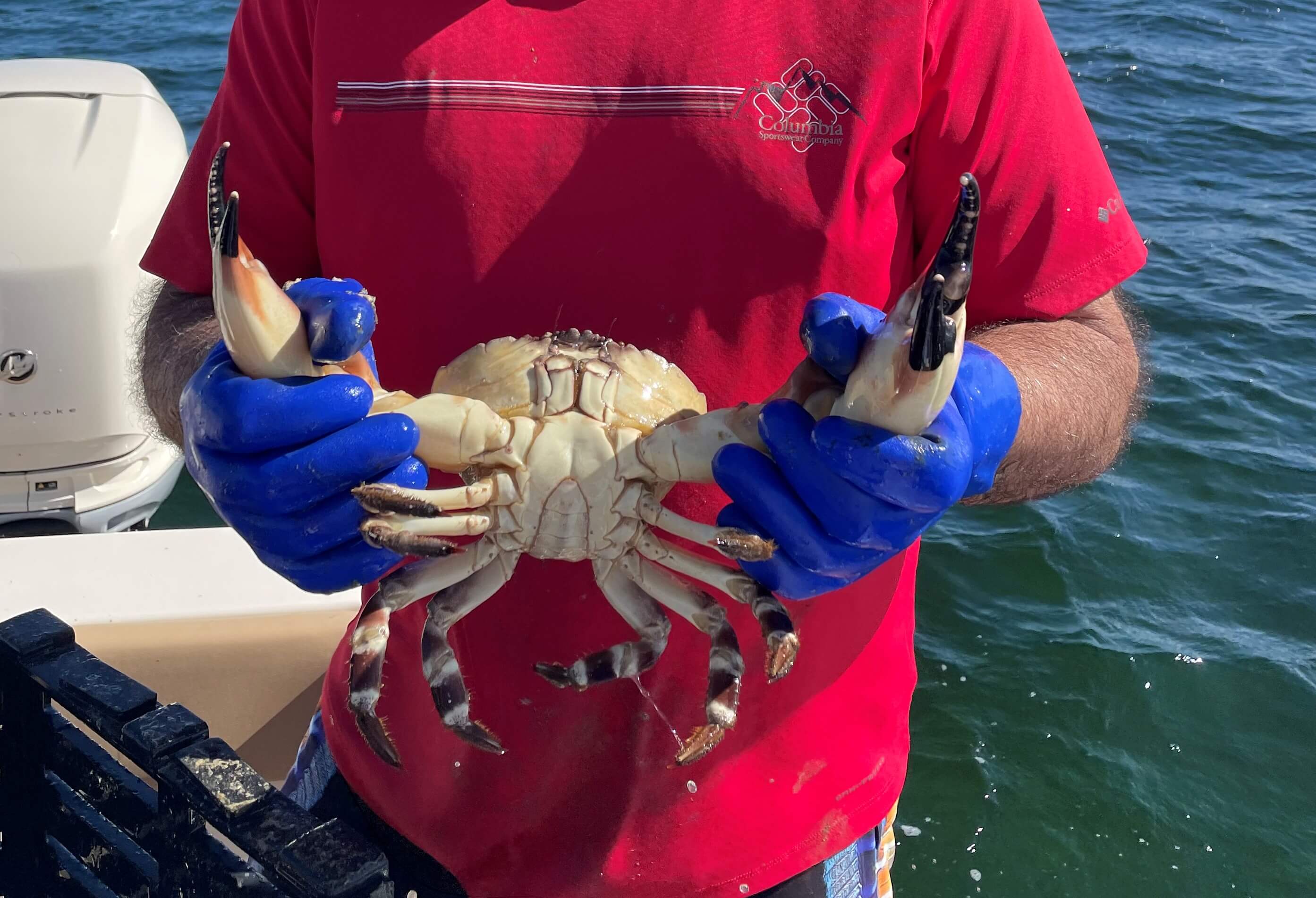 Florida Stone Crab Season 2022-2023 off to a very large start!